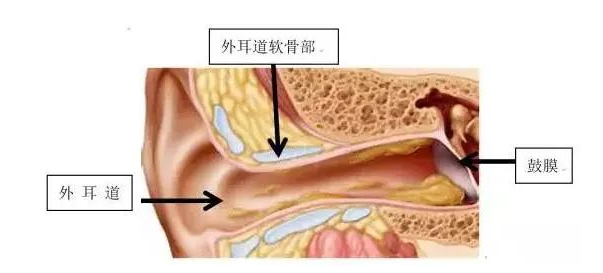 【聽(tīng)力科普】從零開(kāi)始的日常聽(tīng)力保?。ㄍ舛?圖5)