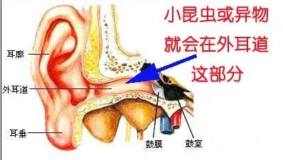 【聽(tīng)力科普】從零開(kāi)始的日常聽(tīng)力保?。ㄍ舛?圖7)